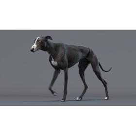 Greyhound 3 Animated model